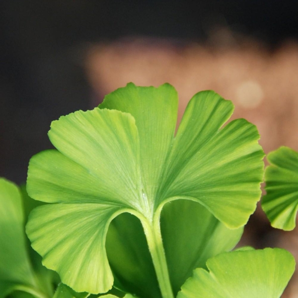 Ginkgo 'Mariken' tige