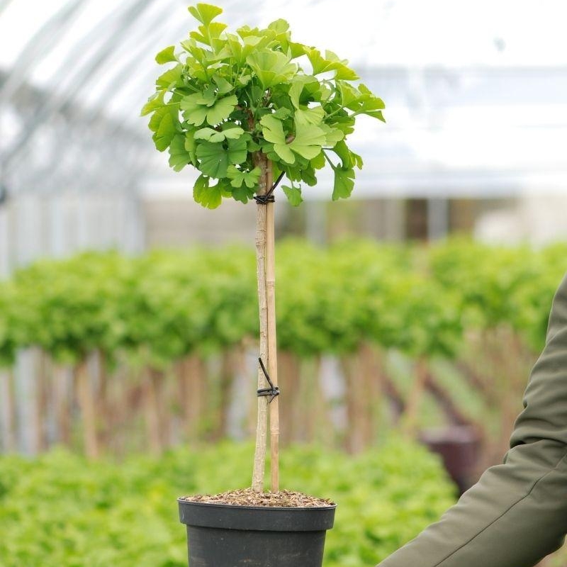 Ginkgo 'Mariken' tige