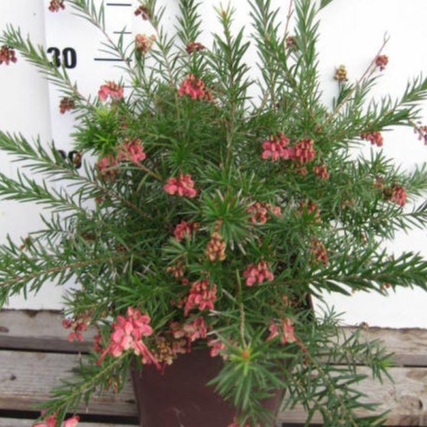 Grevillea 'Rosa Jenkinsii'