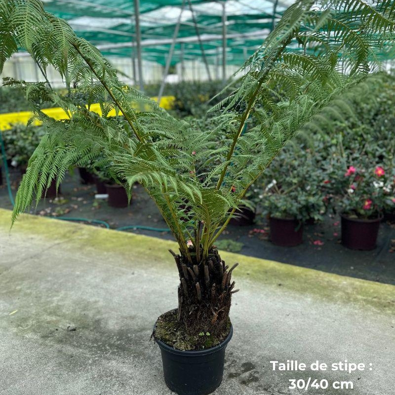 Fougère arborescente avec stipe de 30 à 90 cm