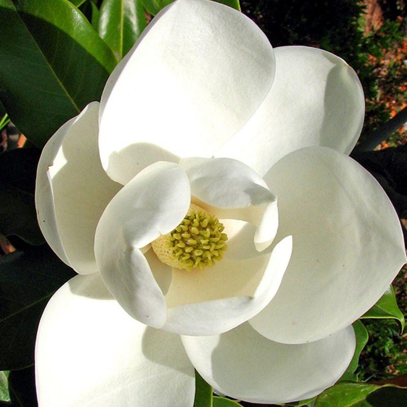 Magnolia persistant 'Kay Parris'