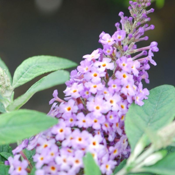 Arbre aux papillons ?Butterfly Candy® Little'Purple'