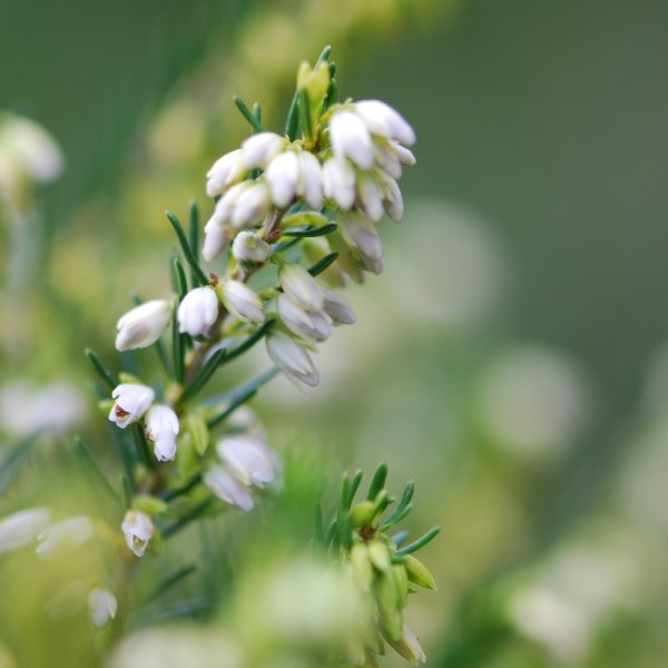 Bruyère d'hiver 'White Spring Surprise'