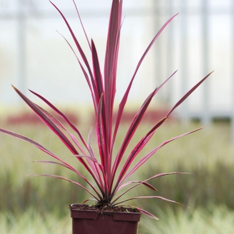 Cordyline 'Paso doble'