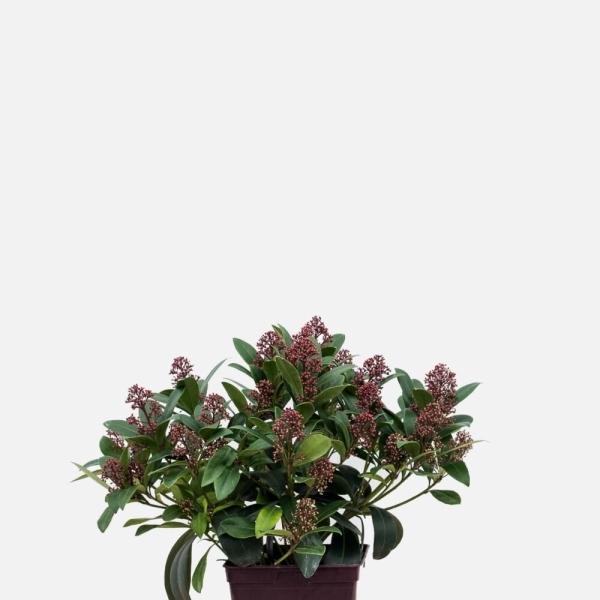 Skimmia 'Rubella'