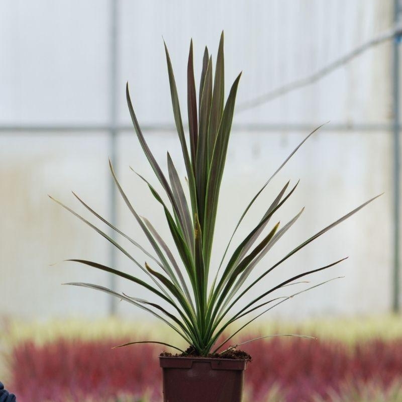 Cordyline ?Chocolate Mint'