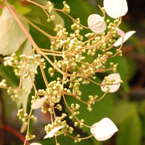 Hortensia grimpant 'seemanii'