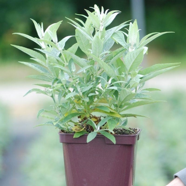 Arbre aux papillons Butterfly Candy® ?Little White'