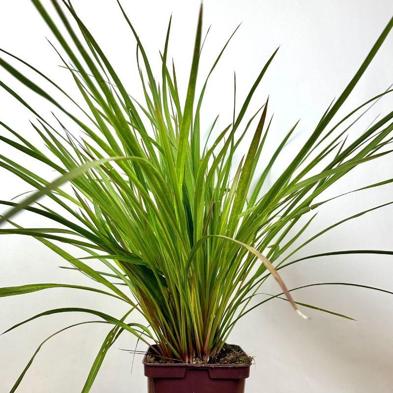 Cordyline'Festival Lime'