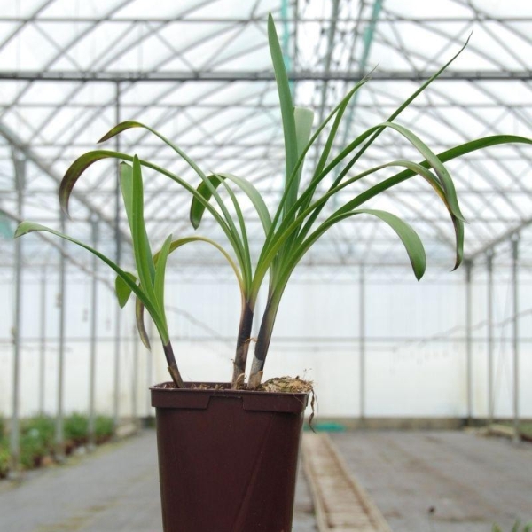 Agapanthe 'Dark Silk'