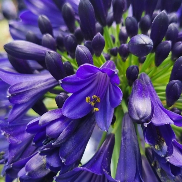 Agapanthe Everpanthus® 'Midnight sky'