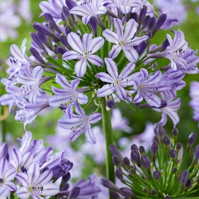 Agapanthe 'Poppin Star'