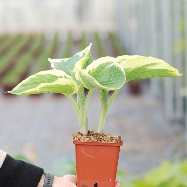 Hosta ?American Halo'