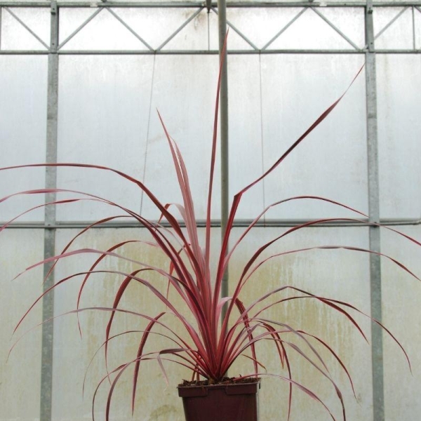 Cordyline'Festival® Raspberry'