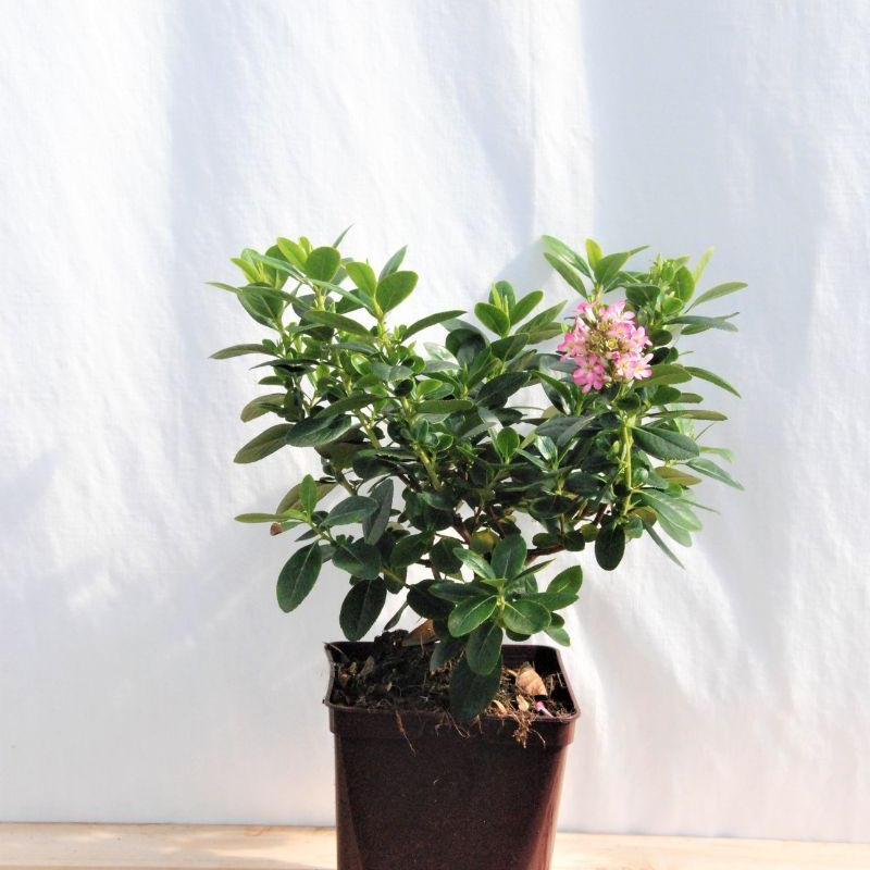 Escallonia 'Pink Elle®'