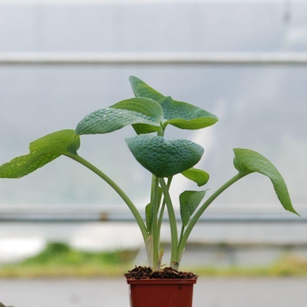 Hosta ?Big Daddy'