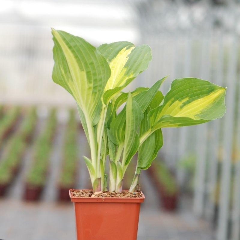 Hosta ?Christmas Candy'