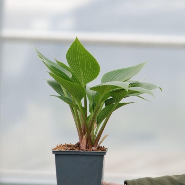 Hosta ?El Nino'