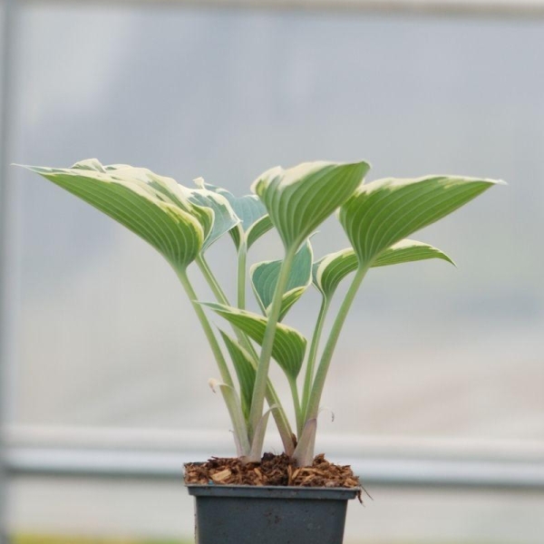 Hosta ?Devon Green'