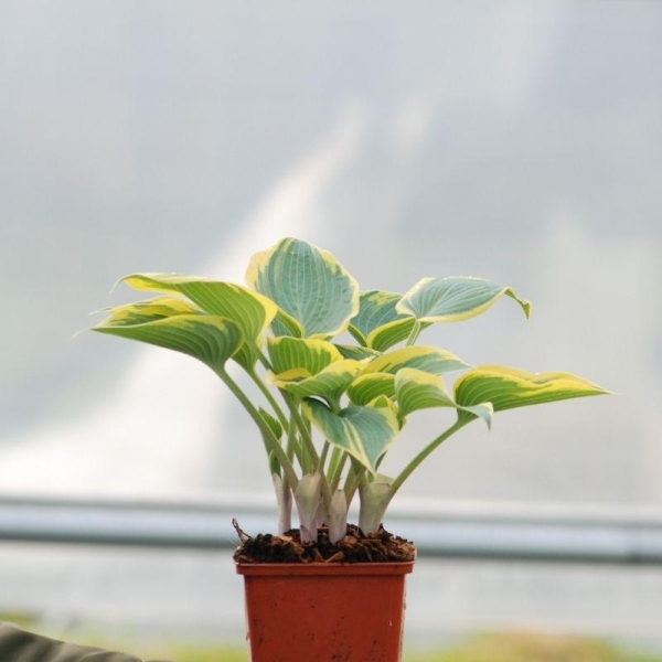 Hosta ?First Frost'