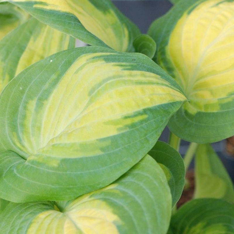 Hosta ?Forbidden Fruit'