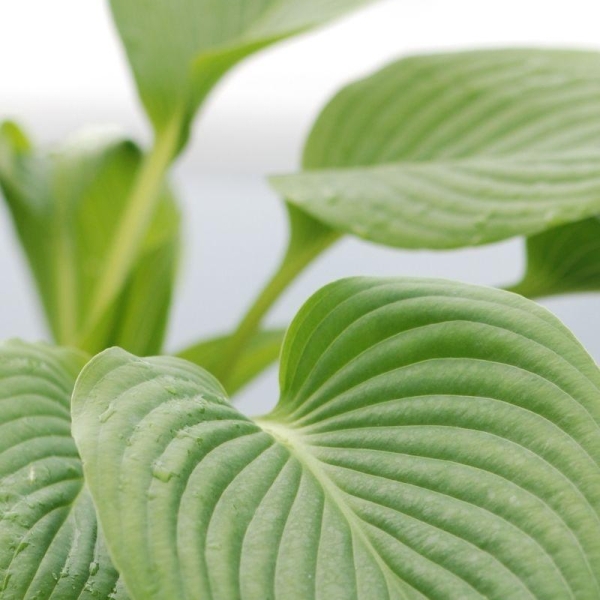 Hosta 'King Size'