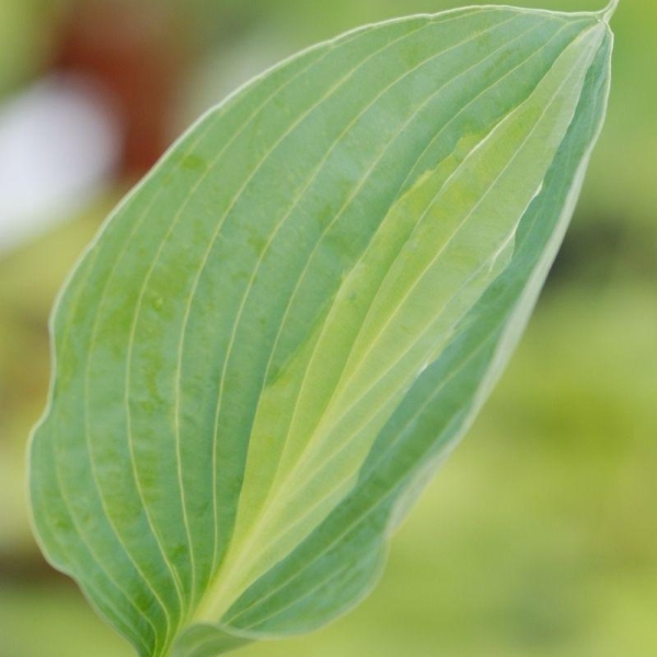 Hosta ?Kiwi Full Monty'