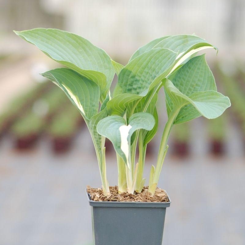 Hosta 'Pin Up'