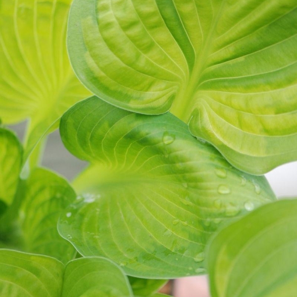 Hosta ?Rainforest Sunrise'