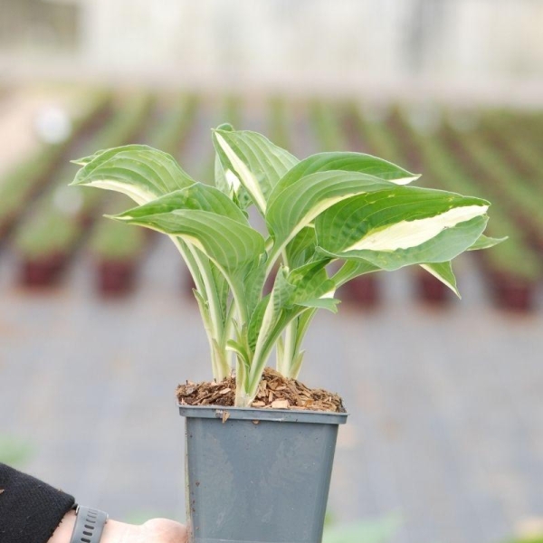 Hosta ?Risky Business'