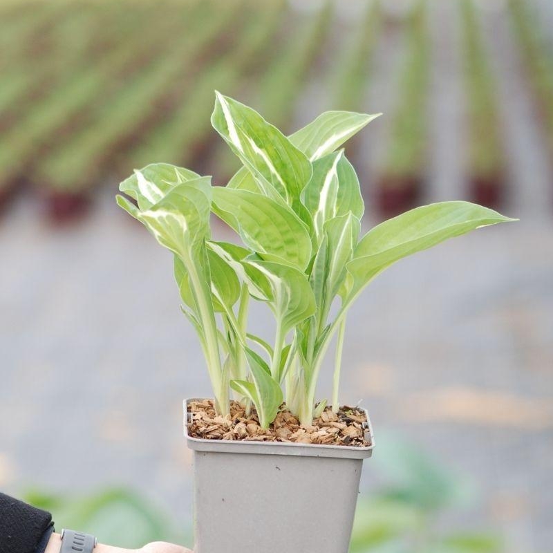 Hosta ?Snake Eyes'