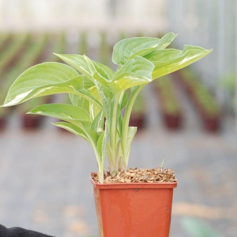 Hosta ?Striptease'