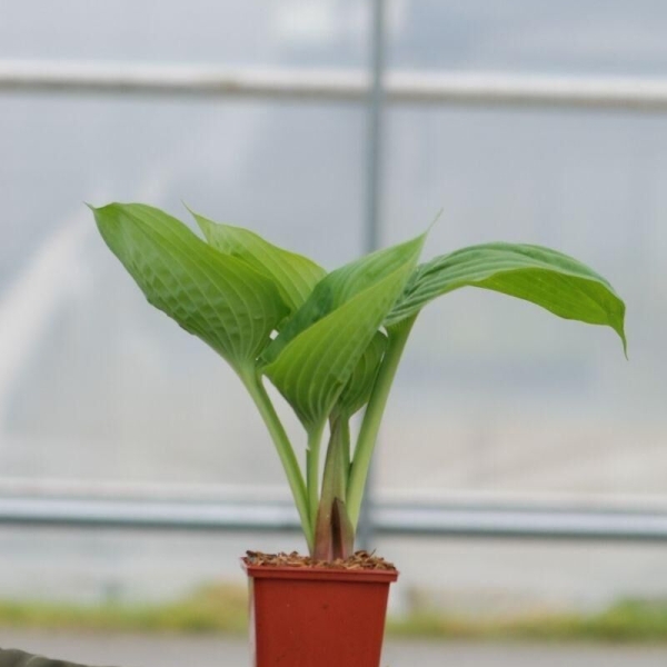 Hosta 'Sum And Substance'