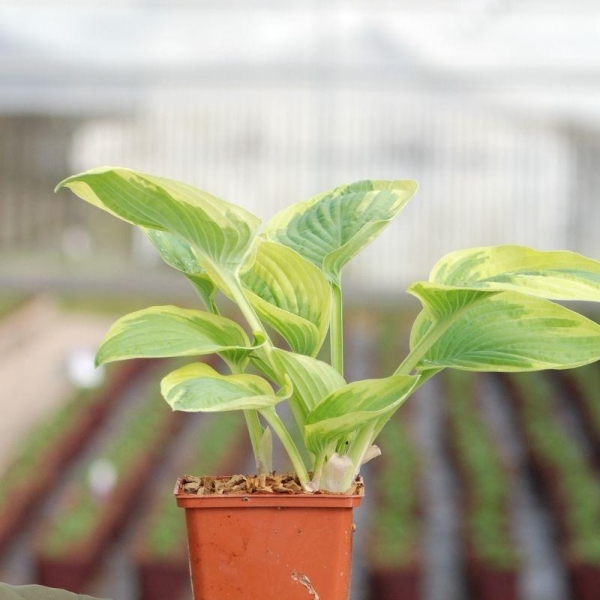 Hosta ?Wide Brim'