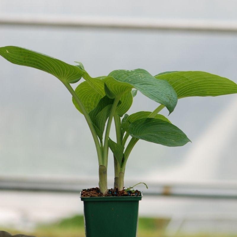 Hosta ?Elegans'