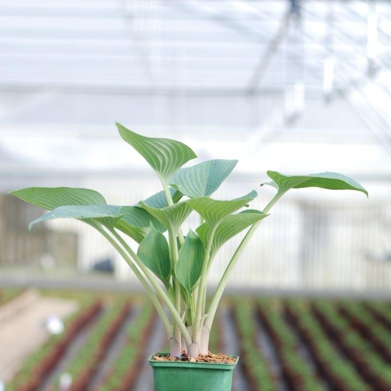 Hosta ?Halcyon'