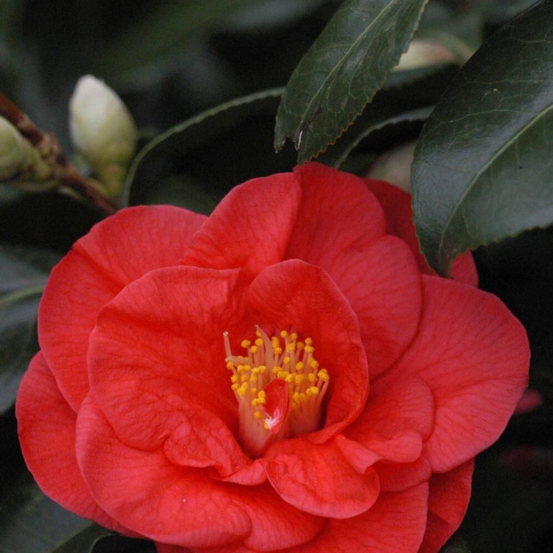 Camelia 'Jules Verne'