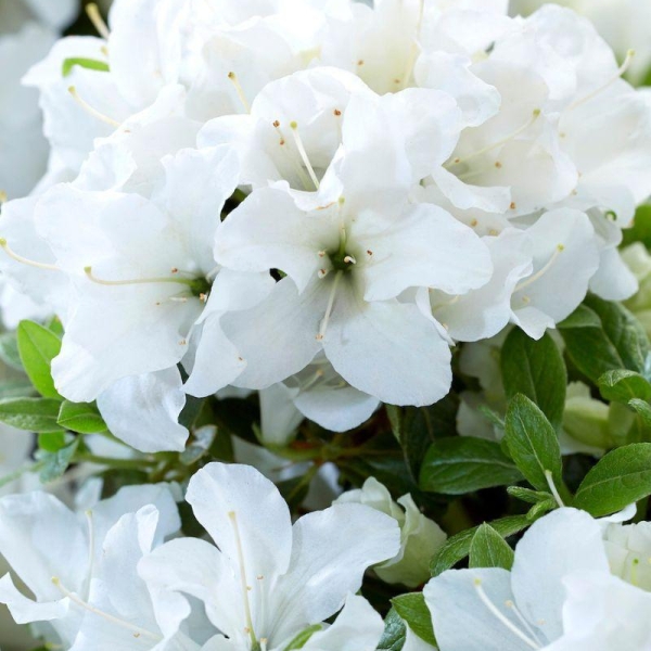 Azalée Encore® 'Pure White'