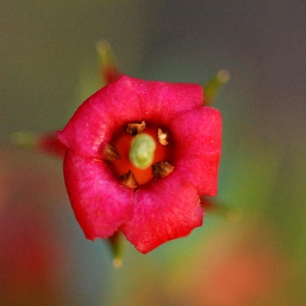 Escallonia 'Red Liss'