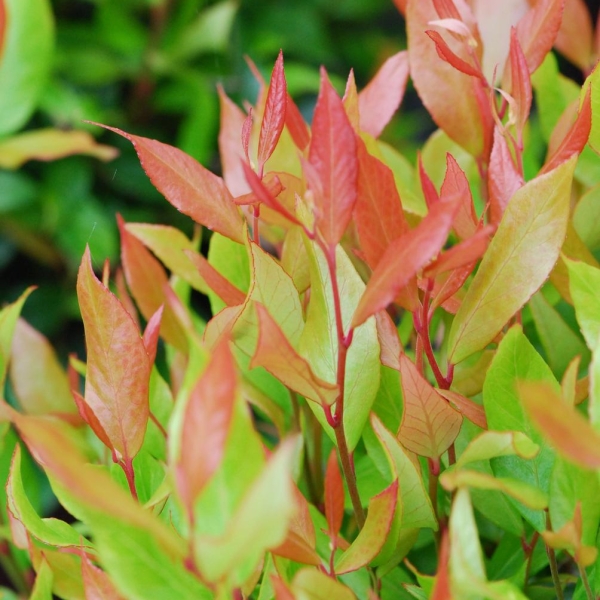 Leucothoe 'Little Flames'