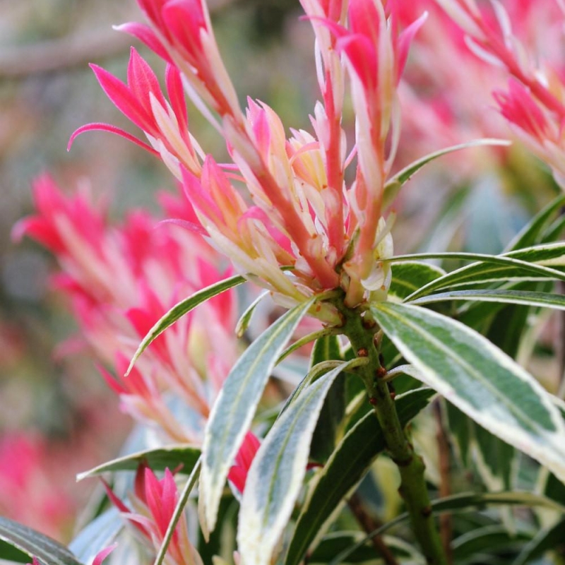 Andromède 'Flaming Silver'