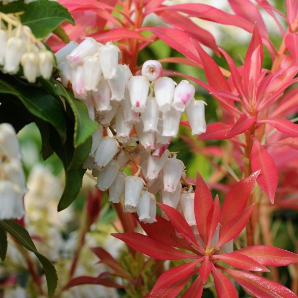 Andromède 'Forest Flame'