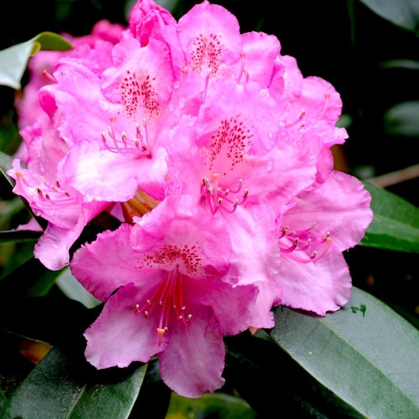 Rhododendron 'Eucharistis'