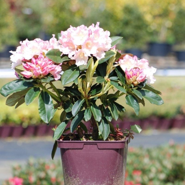 Rhododendron 'Golden Torch'