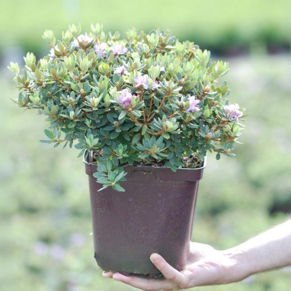 Rhododendron 'Impeditum select'