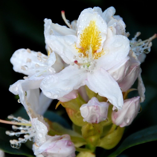 Rhododendron 'Mme Masson'