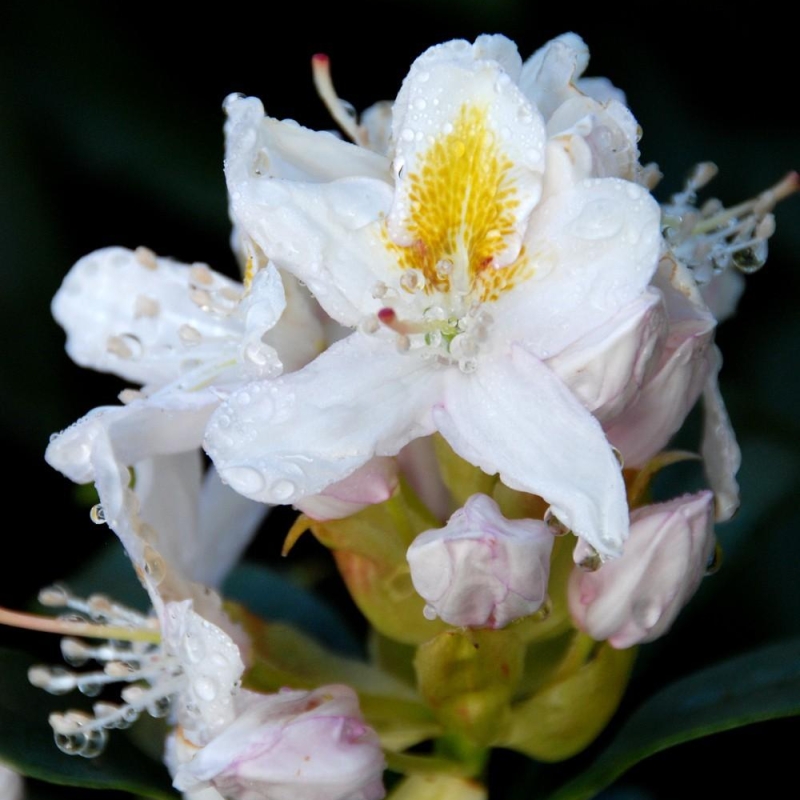 Rhododendron 'Mme Masson'