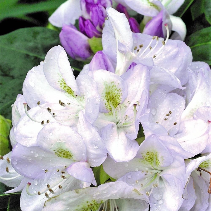 Rhododendron 'Gomer Waterer'