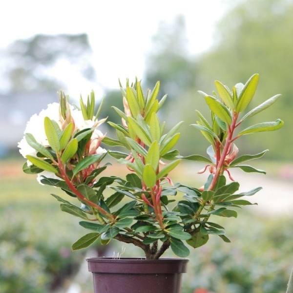 Rhododendron 'Horizon Monarch'