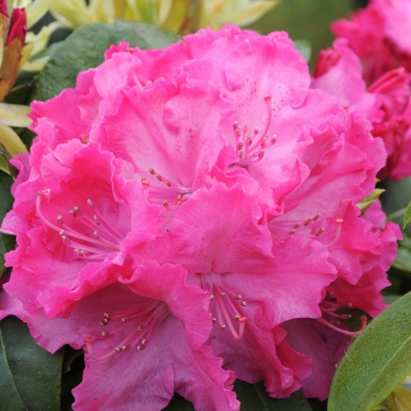 Rhododendron 'Germania'